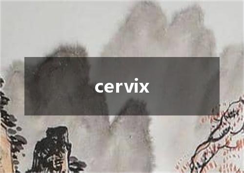 cervix是什么意思