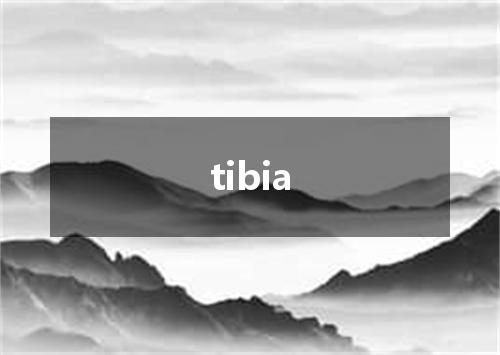 tibia是什么意思
